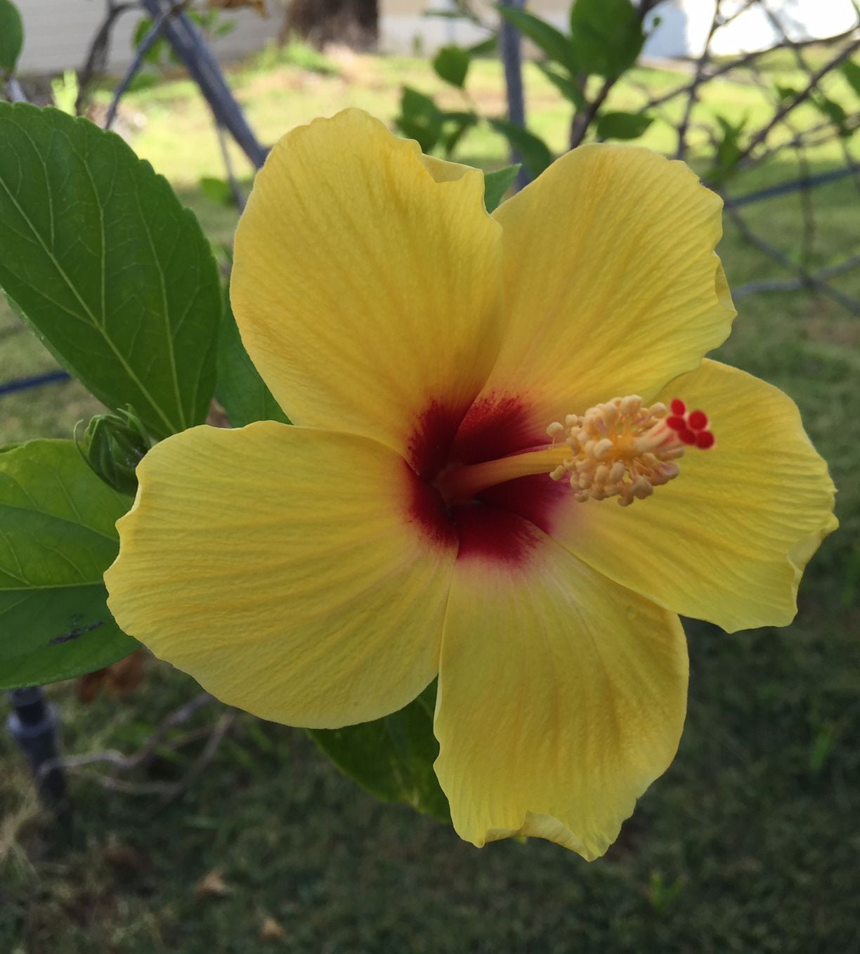 Hibiscus Sunset Yellow Tree - Live Plant in a 3 Gallon Pot - Hibiscus Rosa Sinensis 'Sunset Yellow' - Beautiful and Stunning Flowering Shrub from Florida