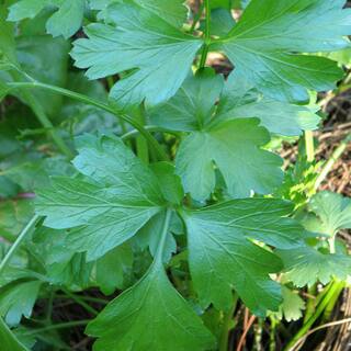 Bonnie Plants 2.32 qt. Italian Flat Leaf Parsley Herb Plant 5121