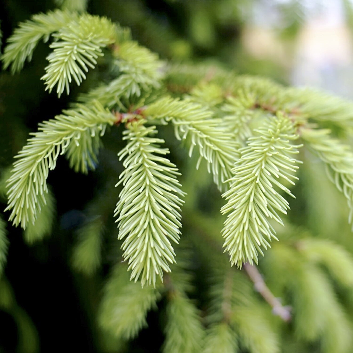 Black Hills Spruce Live Evergreen Tree grown in a 2.50 Quart Pot (1-Pack)