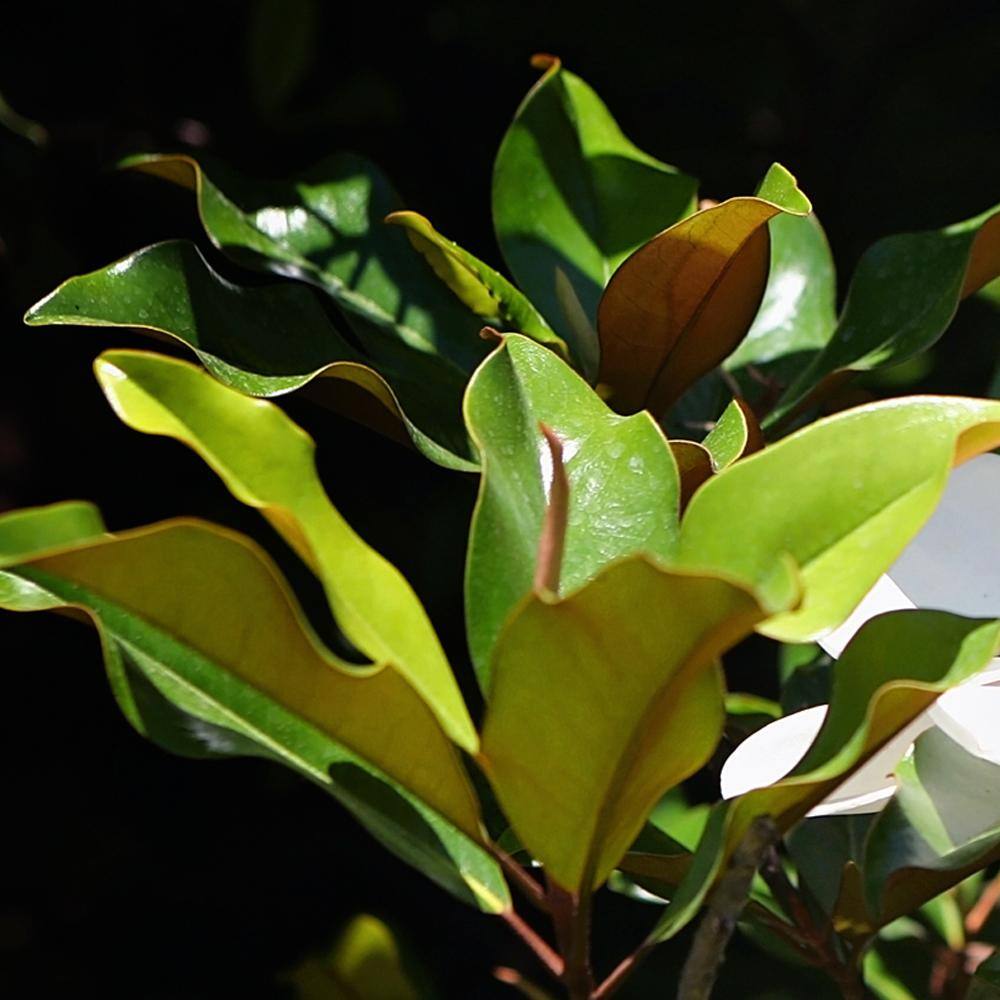 #7 Pot White Flowering Bracken's Brown Beauty Evergreen Magnolia Tree MAGBRA07G