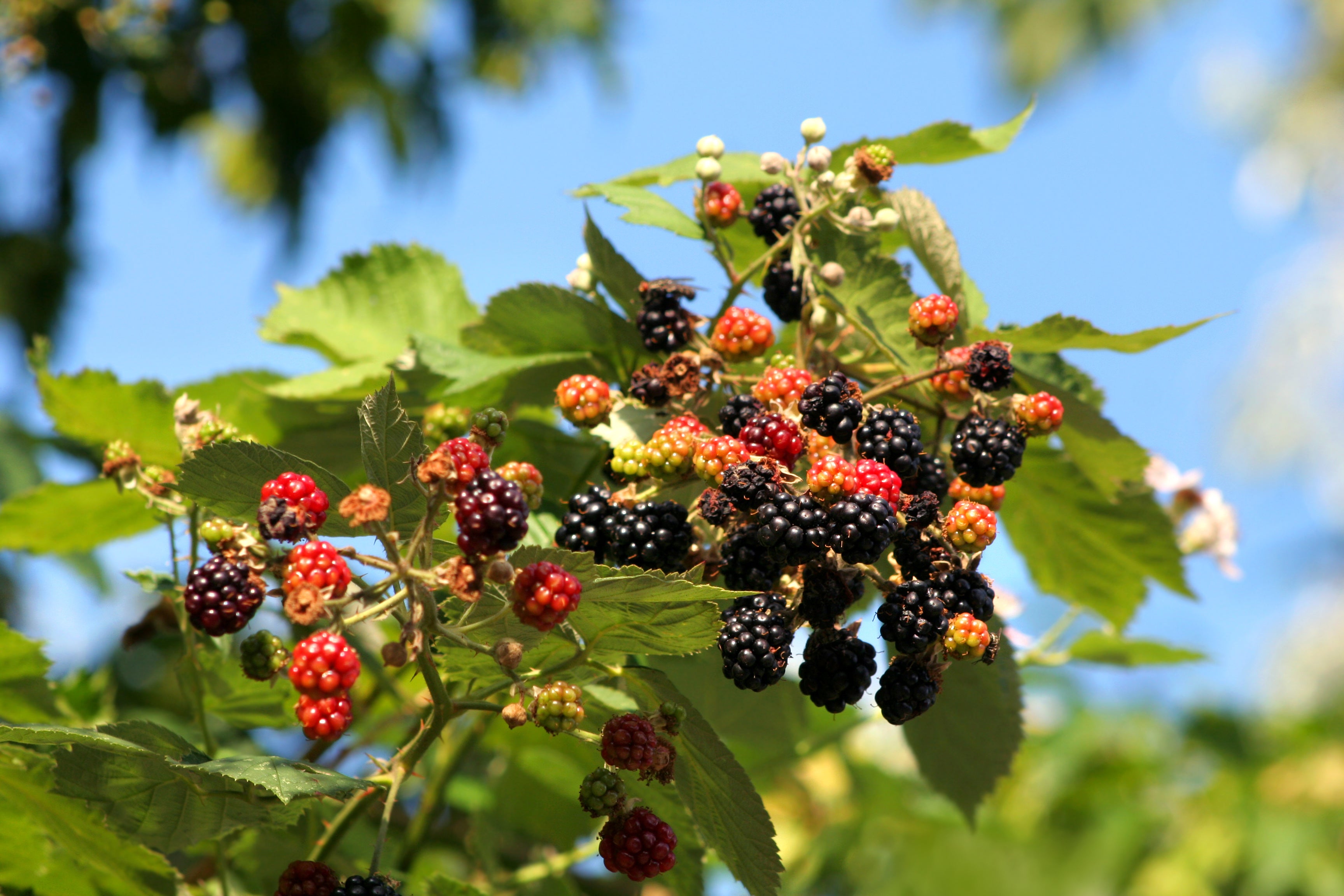 1 Gal. Ouachita Blackberry Bush - Thornless - Sweet Fruit