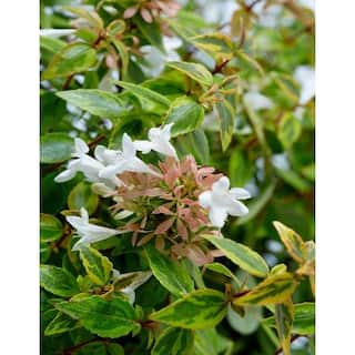 SEASON TO SEASON 2 Gal. Kaleidoscope Abelia Live Flowering Shrub with White Blooms 20777