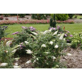 PROVEN WINNERS 1 Gal. Pugster White Butterfly Bush (Buddleia) Live Shrub White Flowers BUDPRC1436101