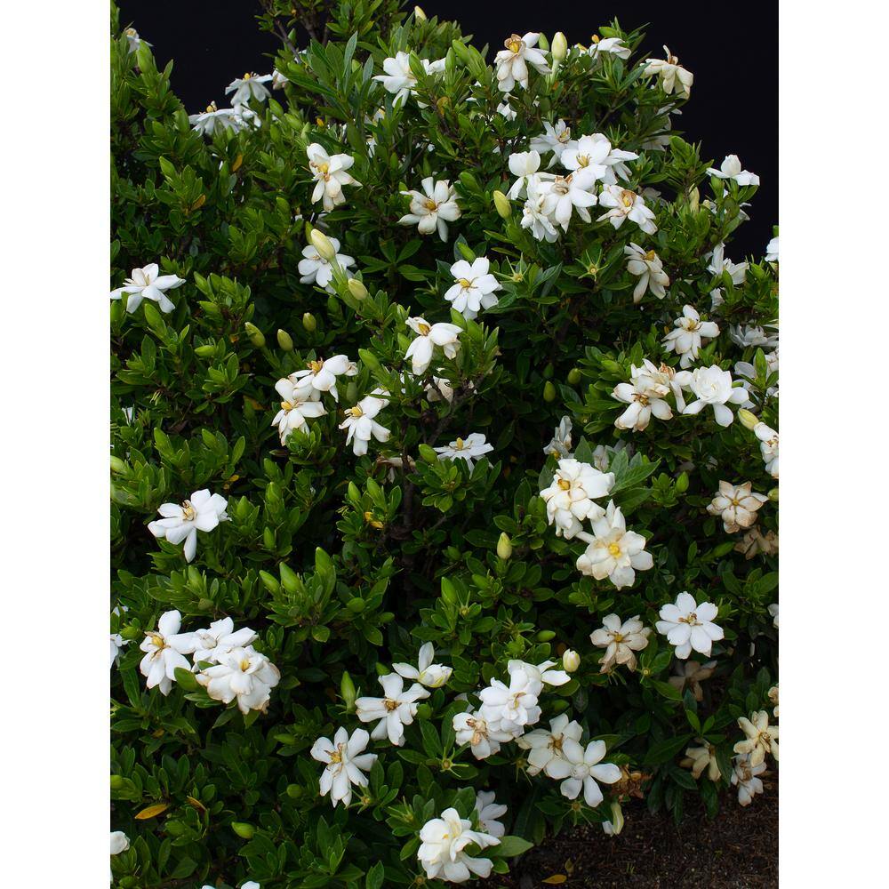 Vigoro 2 Gal. Echo Swan Princess Gardenia Live Evergreen Shrub White Fragrant Blooms 11035