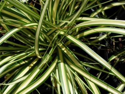 Classy Groundcovers - Acorus gramineus 'Ogon' Acorus gramineus 'Wogon' {25 Pots - 3 1/2 inch Square}