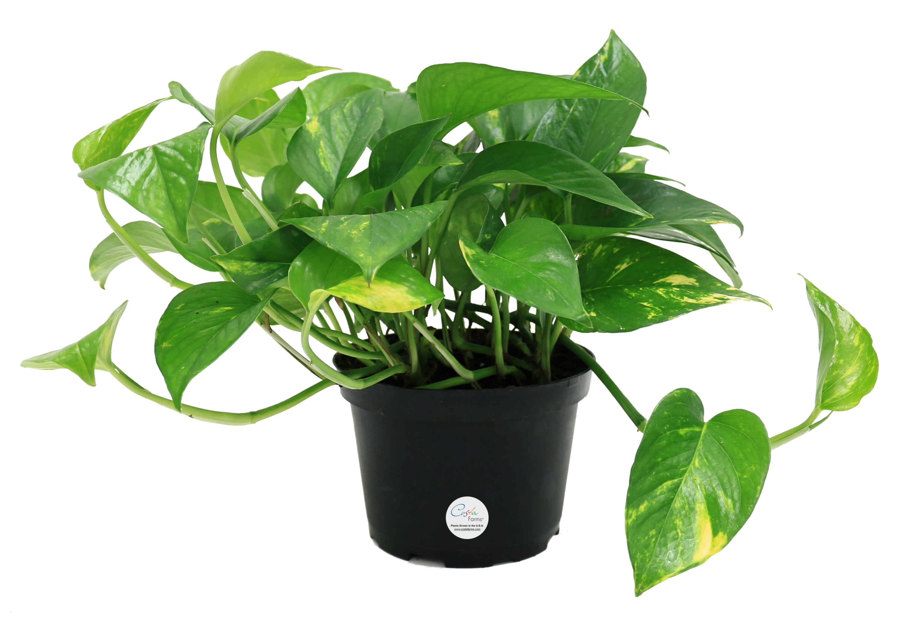 Costa Farms  Live Indoor 10in. Tall Green Devil's Ivy Pothos; Medium， Indirect Light Plant in 6in. Grower Pot