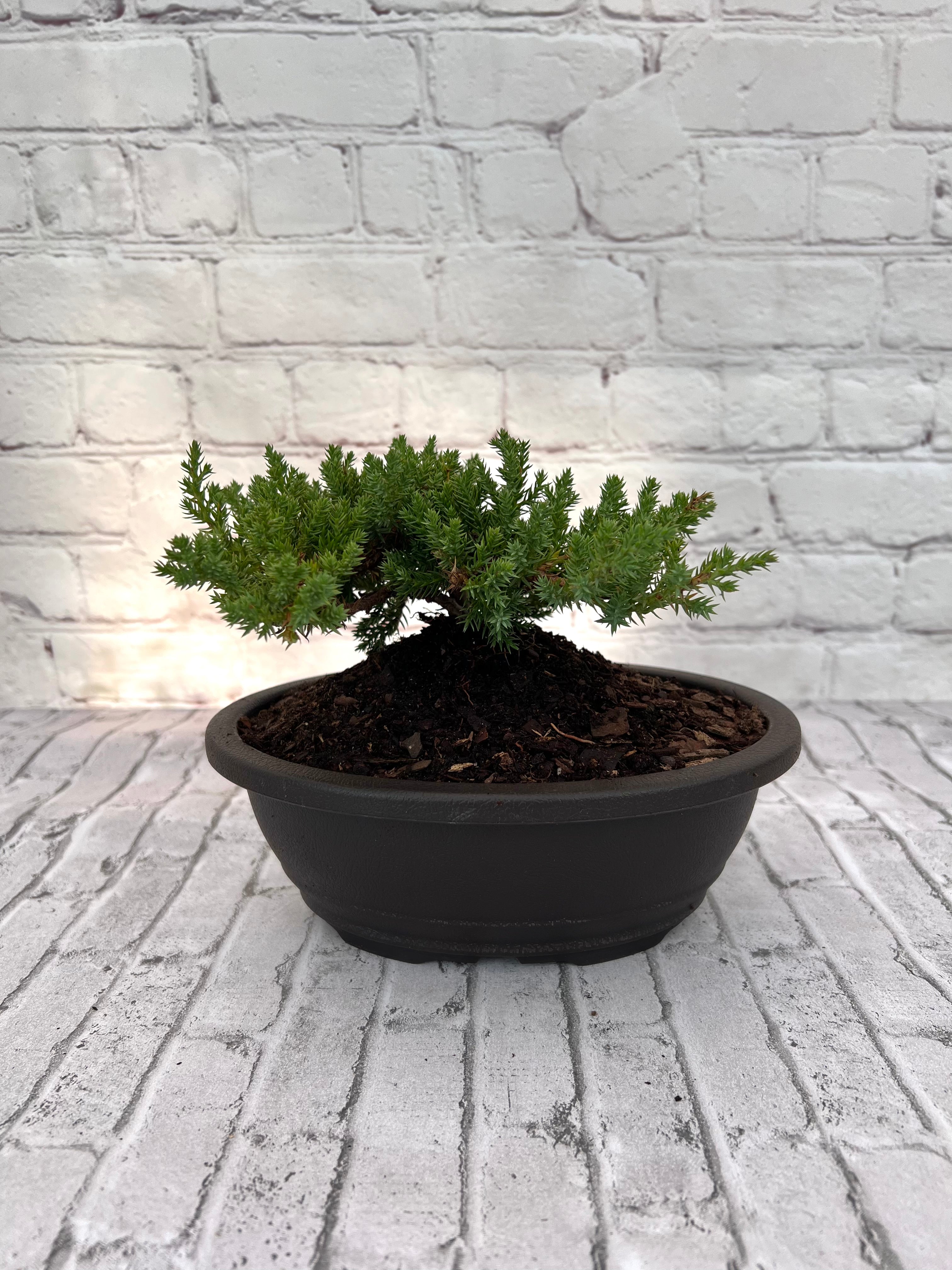 Juniper Bonsai (Live) - Very Cold Hardy, Live & Exotic