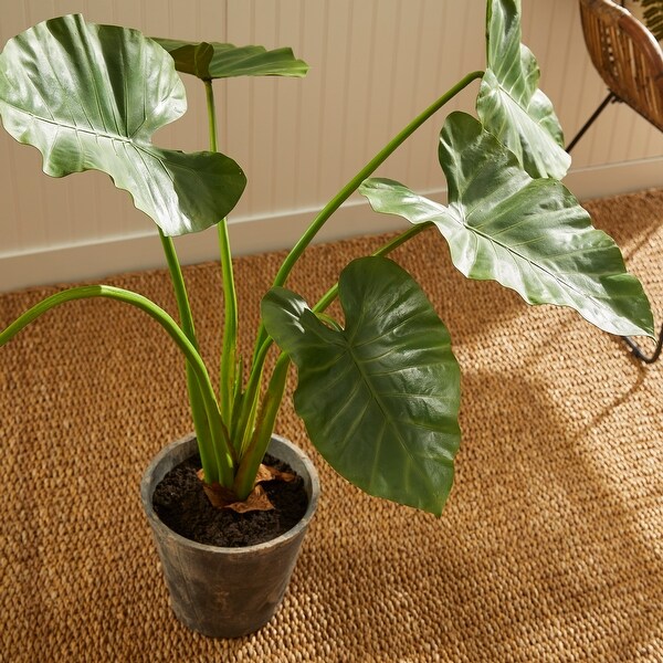 Alocasia Potted 42