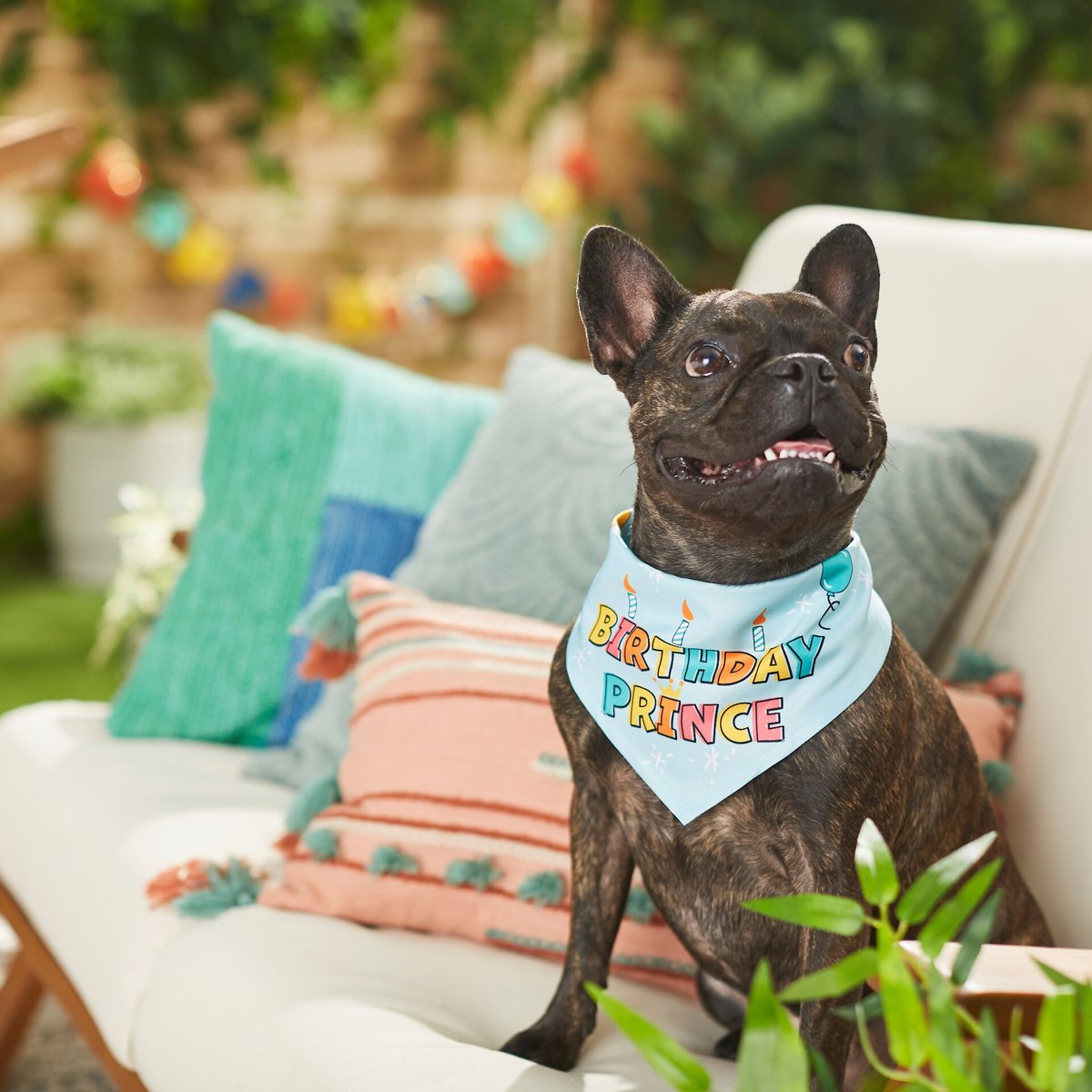 Frisco Birthday Prince Dog and Cat Bandana