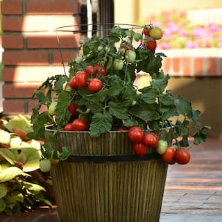 BONNIE PLANTS HARVEST SELECT 25 oz. Little Napoli Patio Roma Tomato Plant 715339321718