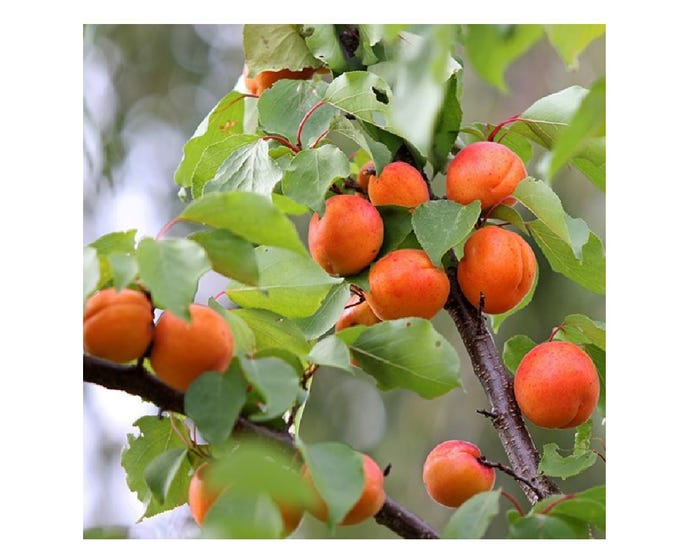 Freedom Tree Farms Early Golden Apricot Tree in 5 Gallon Bucket