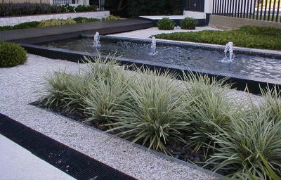 Classy Groundcovers - Lily Turf 'Variegated' Lilyturf， Border Grass， Monkey Grass {54 Pots - 2 1/2 inch Square}