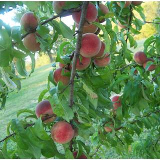 5 Gal. Flordaprince Peach Tree PCHFLP05G