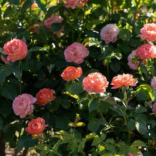 KNOCK OUT 1 Gal. Orange Glow Knock Out Rose Bush with Orange Flowers 17626