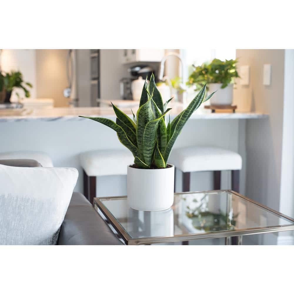 Vigoro 6 in. Sansevieria Snake Plant in White Decor Pot 1.40QSANSASRTVIG