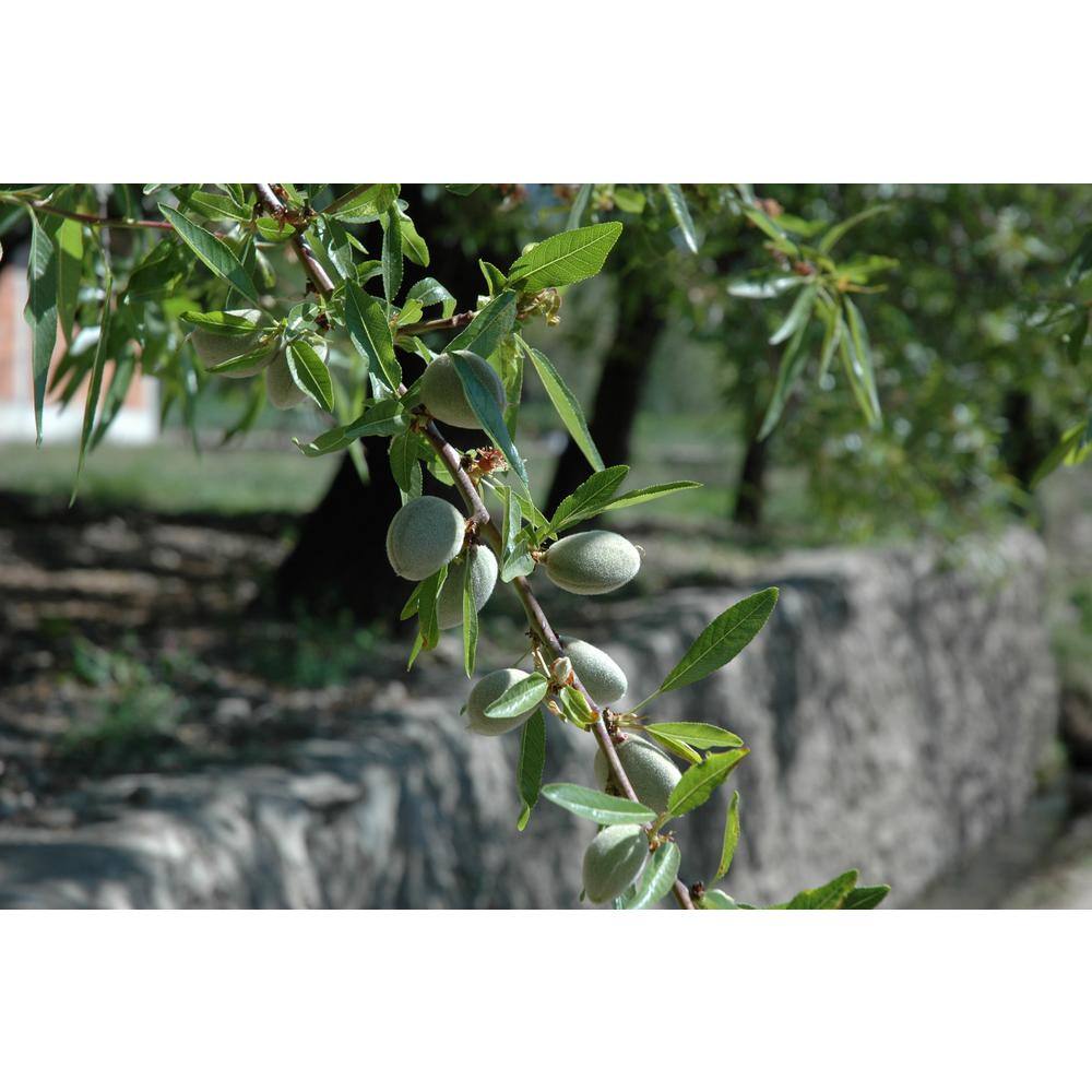 Online Orchards All-in-1 Almond Tree Bare Root NTAL001
