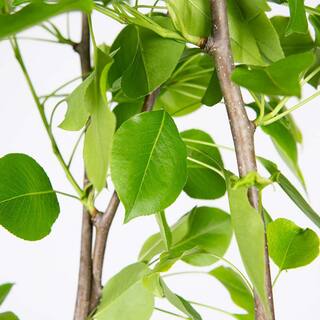 Perfect Plants 4.5 ft. Tall Flordahome Pear Tree Super Low Chill Hour Fruit THD00579