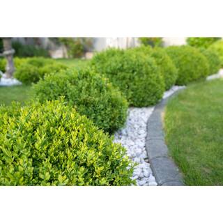 BELL NURSERY 3 Gal. Green Beauty Boxwood (Buxus) Live Evergreen Shrub BUXUS3BTY1PK