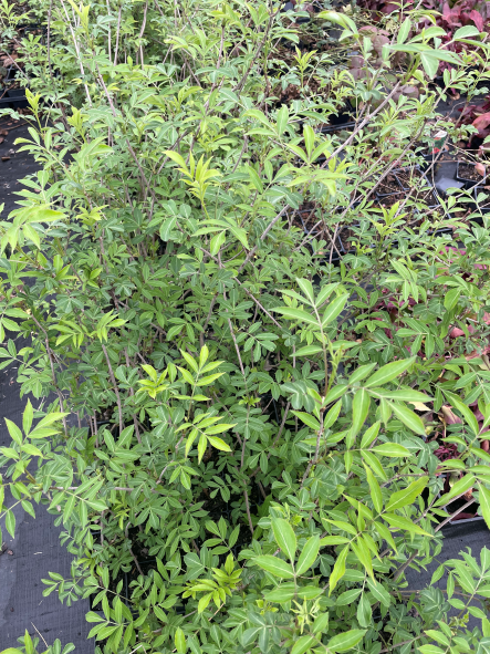 Cold Hardy Elderberry Sambucus nigra in a 2.5