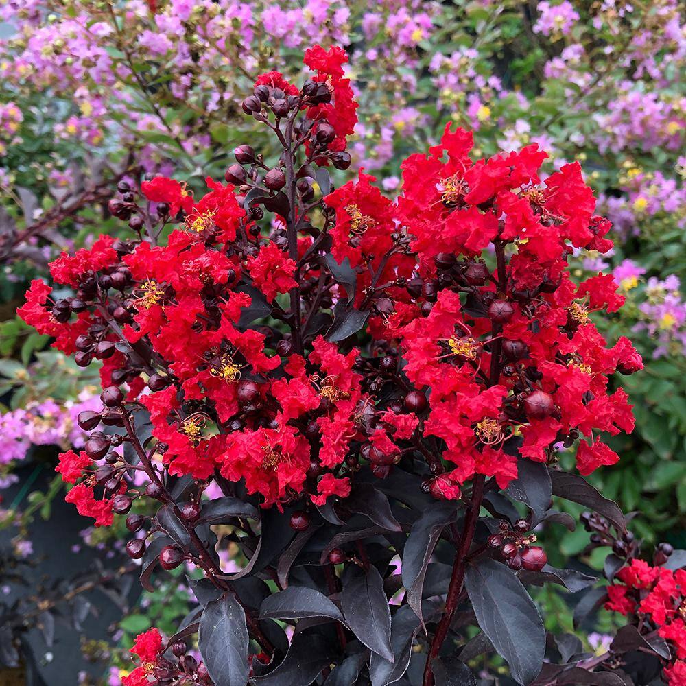 PROVEN WINNERS 2 Gal. Center Stage Red Crape Myrtle Tree with Bright Red Flowers 16887
