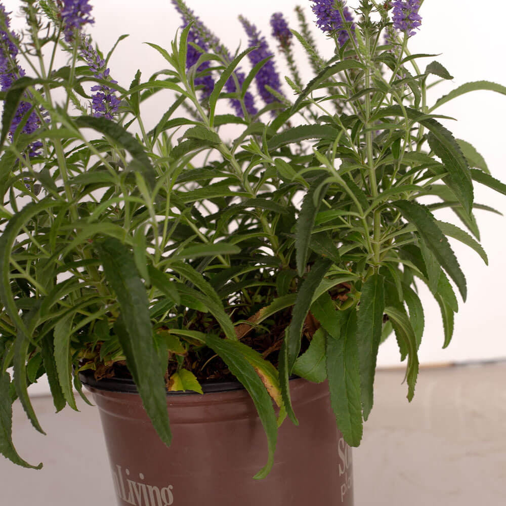 Dark Blue Moody Blues Veronica (2.5 Quart) Flowering Deciduous Perennial with Violet-Blue Flower Spikes - Full Sun Live Outdoor Plant - Southern Living Plant Collection