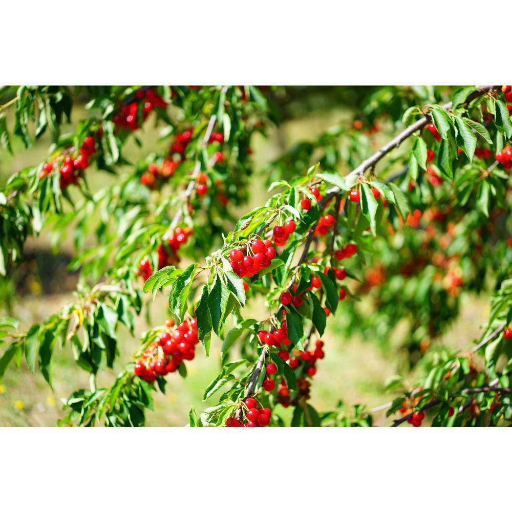 Online Orchards 3 ft. - 4 ft. Tall Bare-Root Montmorency Pie Cherry Tree FTCH008