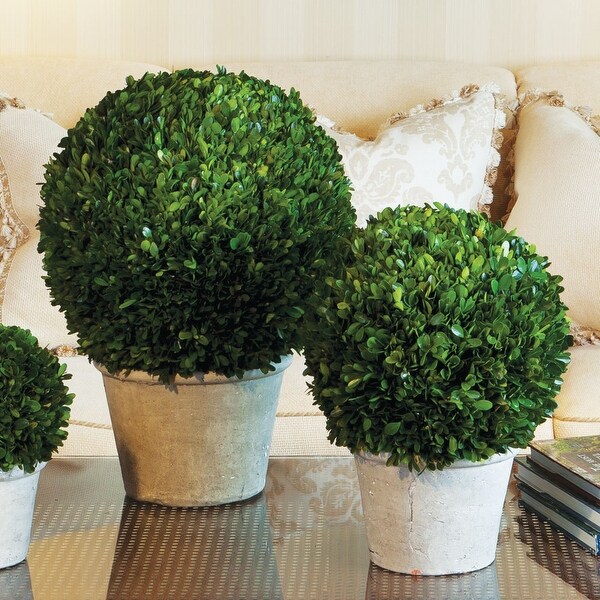 Boxwood 12 Ball In Pot