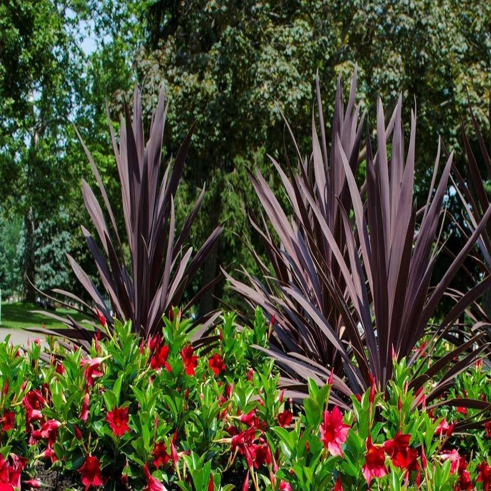 Garden Tropics 1.71 Pint Cordyline Terminalis Shrub 1005415601