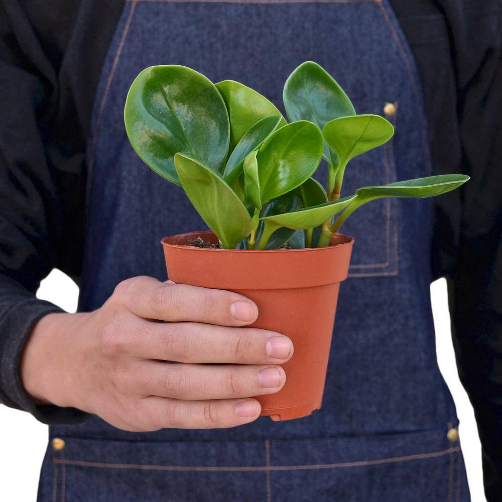 Peperomia Thailand (Peperomia obtusifolia) Plant in 4 in. Grower Pot 4_PEPEROMIA_THAILAND