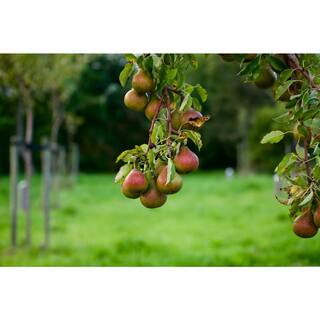 Online Orchards 3 ft. Comice Pear Tree with Self Fertile Red Blushed Fruit Used for High End Culinary FTPR202