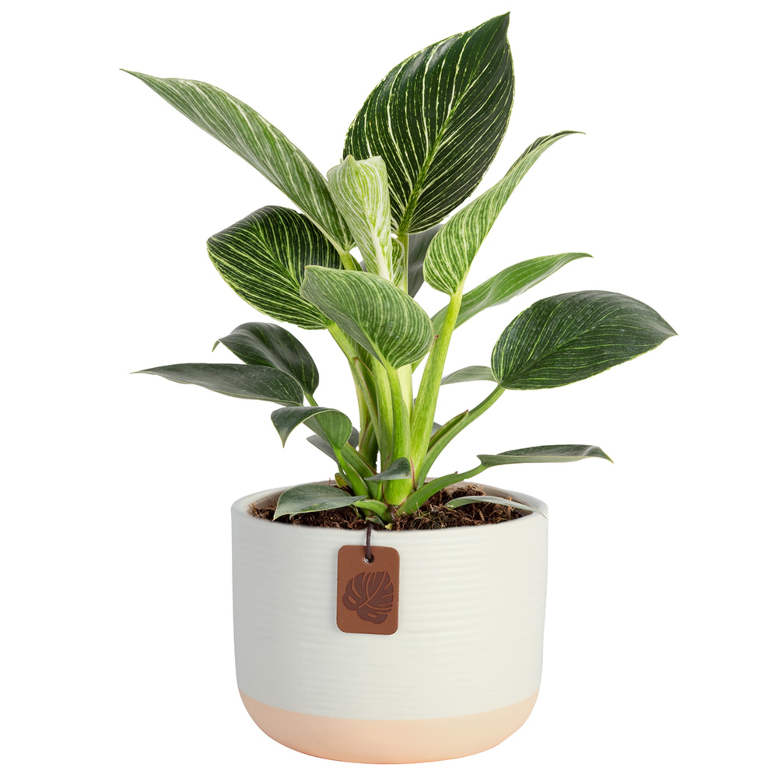 Costa Farms Live Indoor 12in. Tall Green Philodendron 'Birkin'; Medium， Indirect Light Plant in 6in. Ceramic Planter