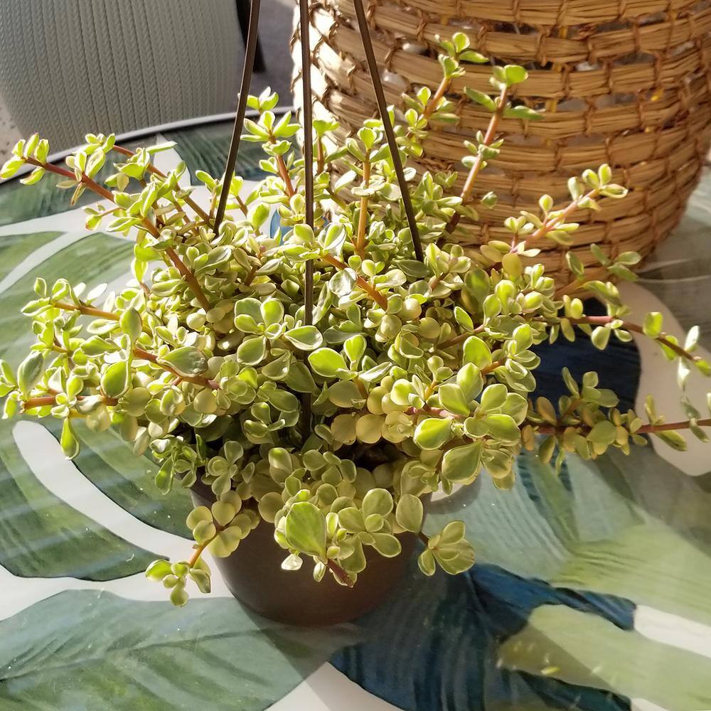 SMART PLANET 6 in. Portulacaria Afra Prostrata Hanging Basket 0883260