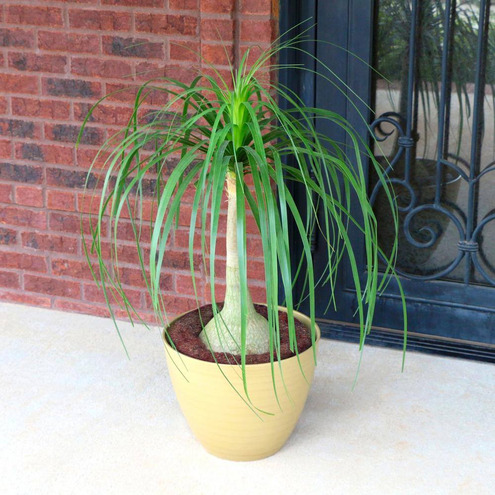 national PLANT NETWORK 5.5 in. Cottage Hill Ponytail Palm Plant in Pot HD1005