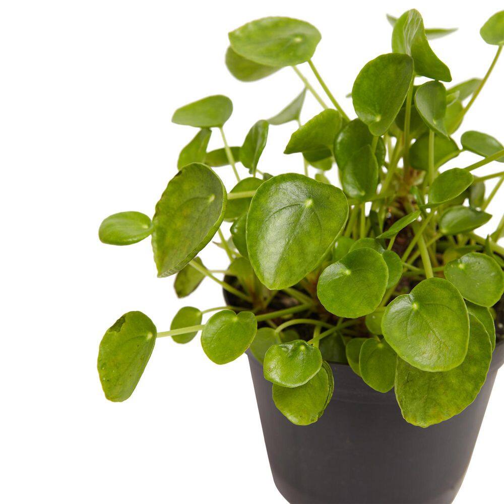 LIVELY ROOT Chinese Money Plant (Pilea Peperomioides) in 6 in. Grower Pot LRPILEA6