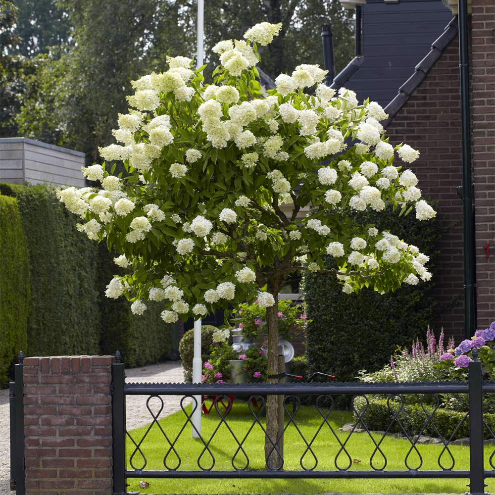 Limelight Hydrangea Tree