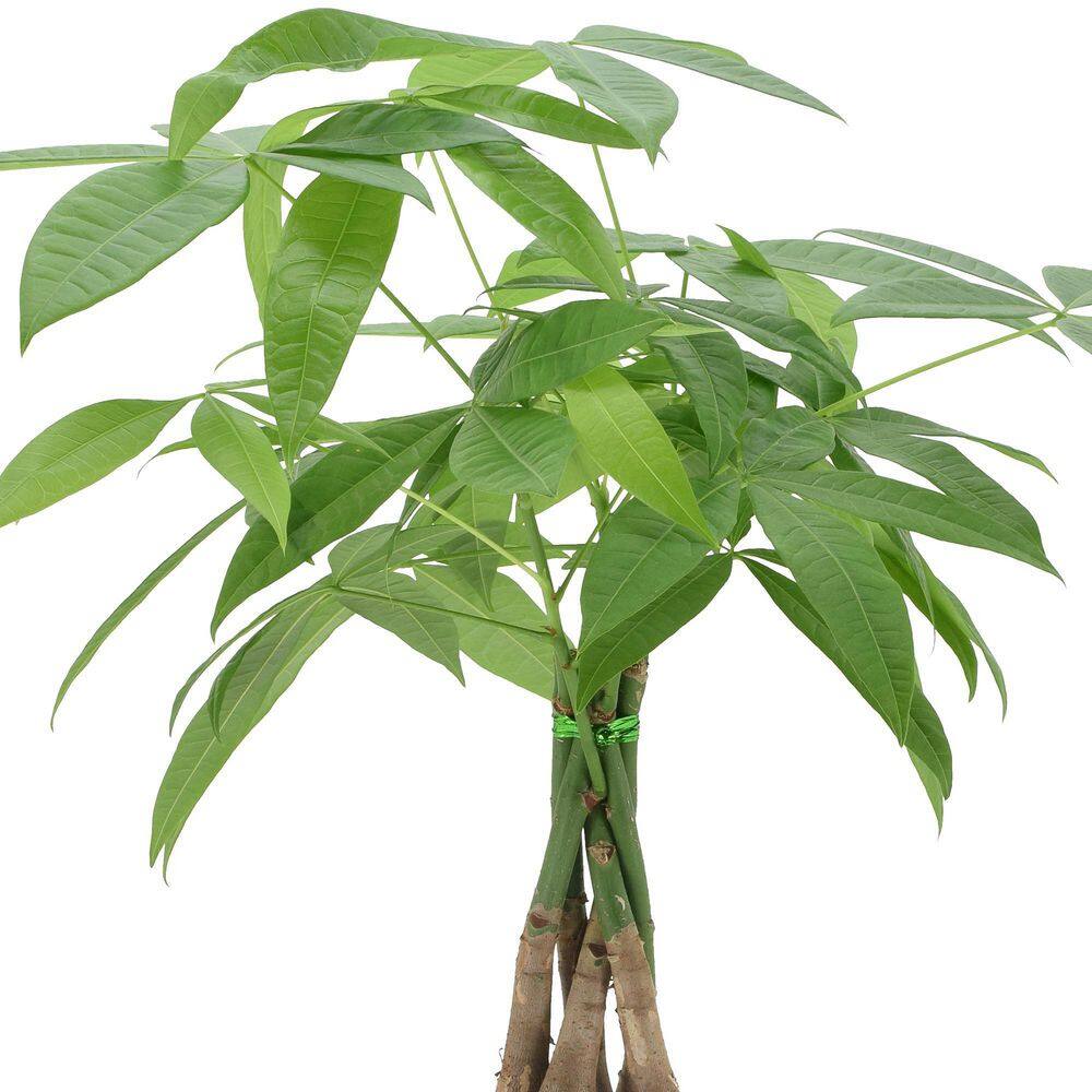 Arcadia Garden Products 6 in. Money Tree Plant Green Plastic Grower Pot LV64