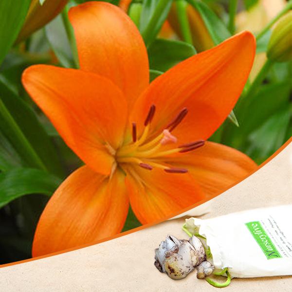 Asiatic Lily (Orange) - Bulbs