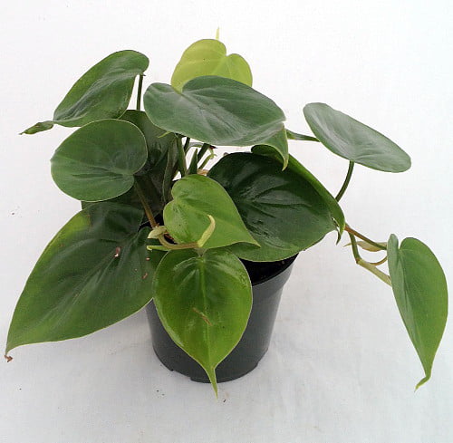 Heart Leaf Philodendron cordatum - 2 Plants - World's Easiest Houseplant-3