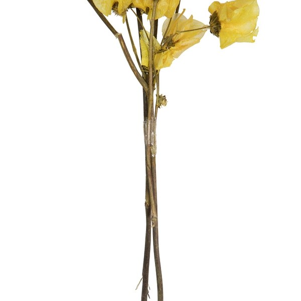 Vickerman 13.517 Yellow Dried Cara Blossom Bundle，Preserved.