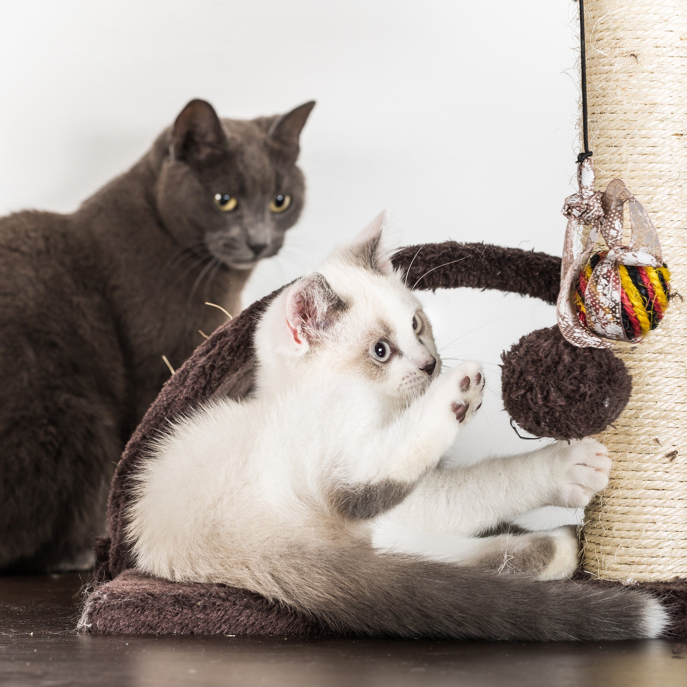 3-Tier Cat Tower - Napping Perches Cat Condo with Ladder 3 Sisal Rope Scratching Posts Hanging Toy ? Cat Tree for Indoor Cats by PETMAKER (Brown)