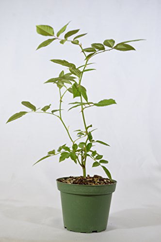 9GreenBox - Cecile Brunner Rose - 4''Pot