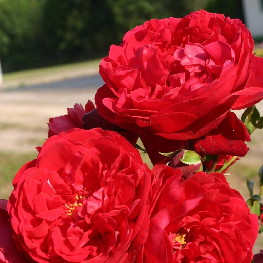 MY CLIMBING 3 Gal. Florentina Climbing Rose with Red Flowers 17567