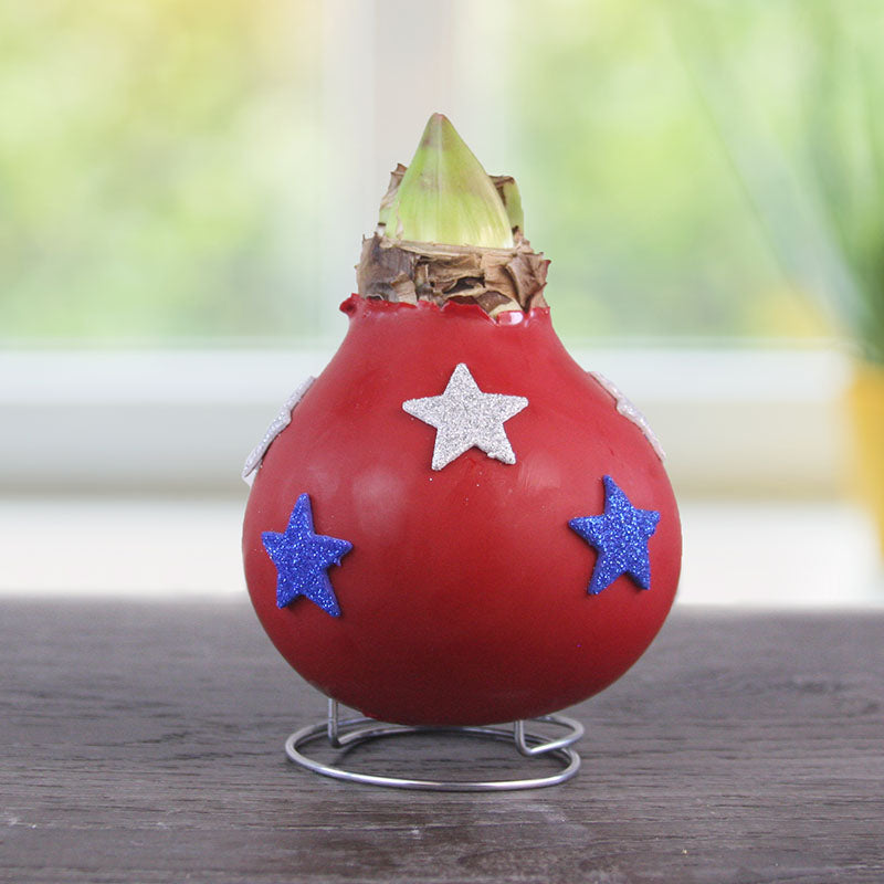 Star Spangled Waxed Amaryllis Flower Bulb with Stand， No Water Needed， Real Live Flowers - Just Needs Sunlight