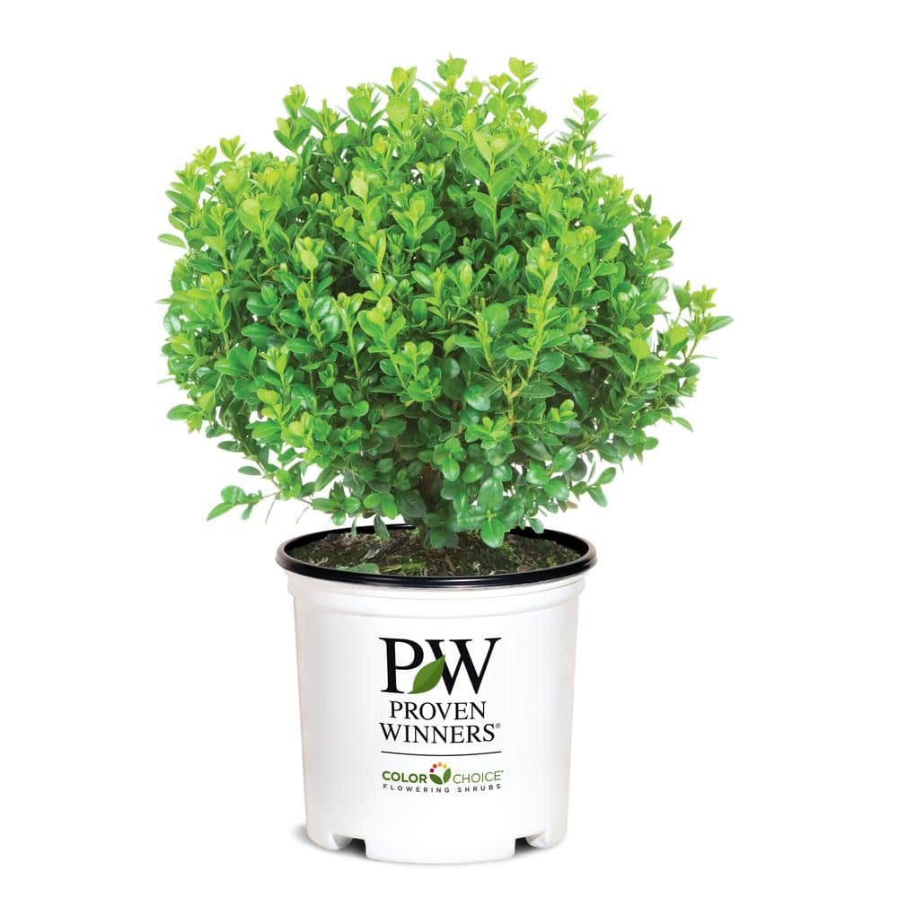 PROVEN WINNERS 2 Gal. Sprinter Boxwood (Buxus) Live Evergreen Shrub Green Foliage 20860