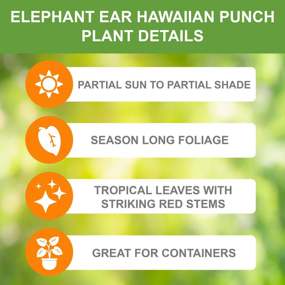 Garden State Bulb 79 in. Hawaiian Punch Elephant Ear Bulbs (Bag of 1) ECS-05-01-01