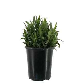 2.5 Qt. Spanish Purple Perennial Lavender Stoechas 1080