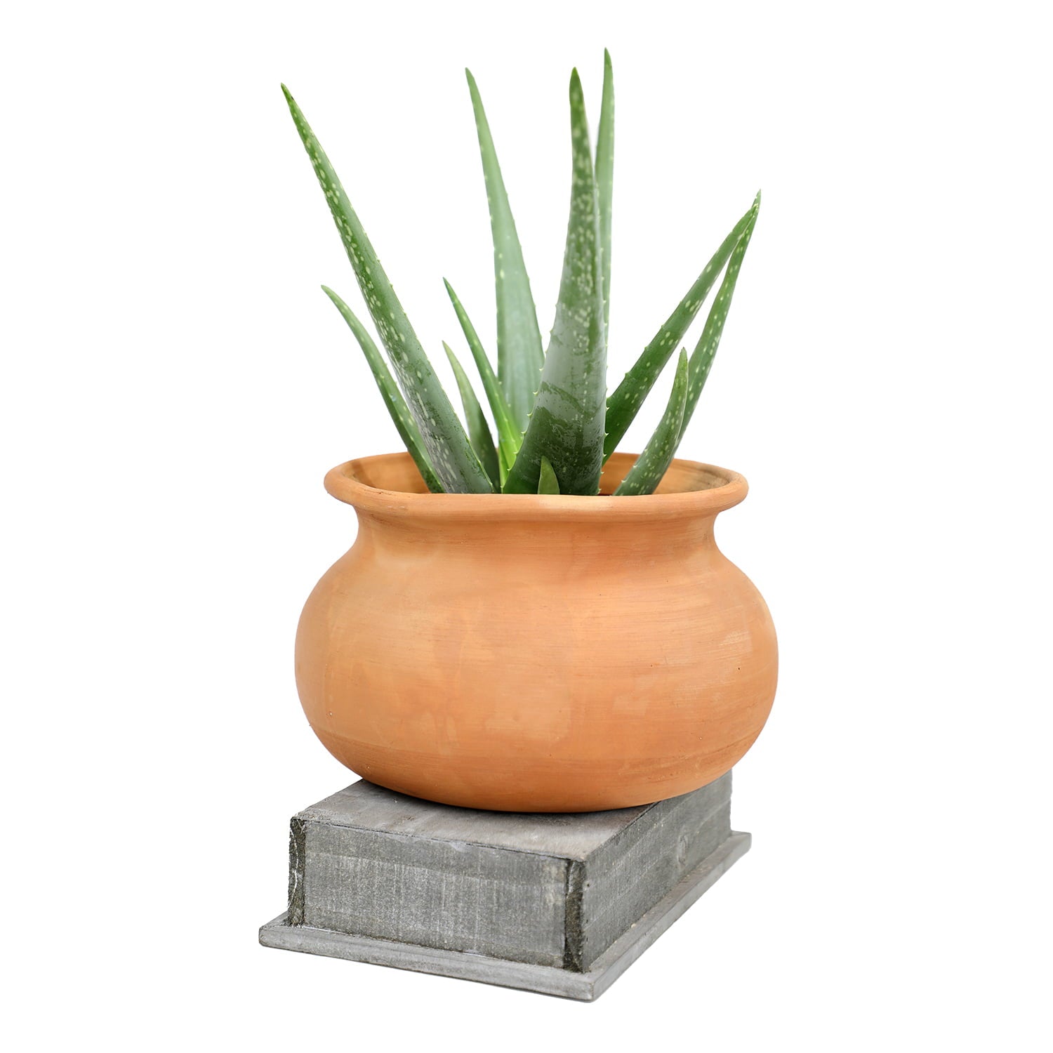 Element by Altman Plants Aloe Vera Succulent ， Live Indoor House Plant with Grower Pot， 6 Inch