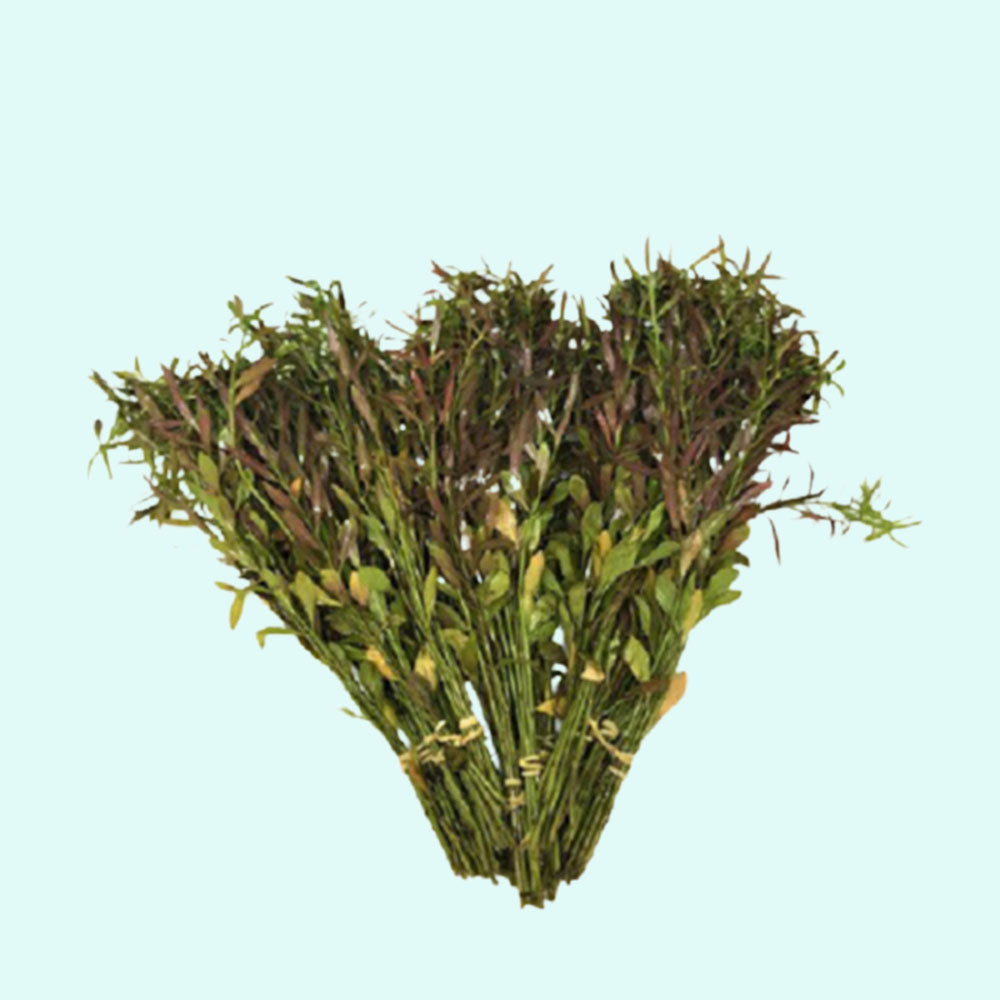 Vietnamese Rotala (Vietnam Hr'a) Bunch Live Aquarium Plants BUY2 GET1 FREE