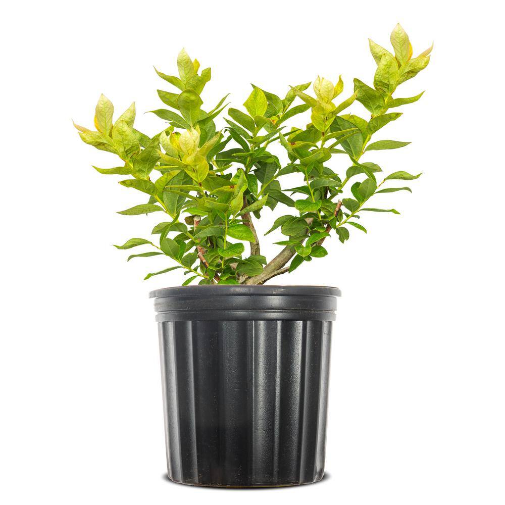 Perfect Plants Elliot Blueberry in 1 Gal. Grower's Pot THD10024
