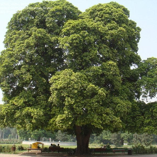 Alstonia Scholaris, Ditabark - 0.5 kg Seeds